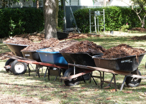 P1160524 mulch mulch mulch Larry's mantra
